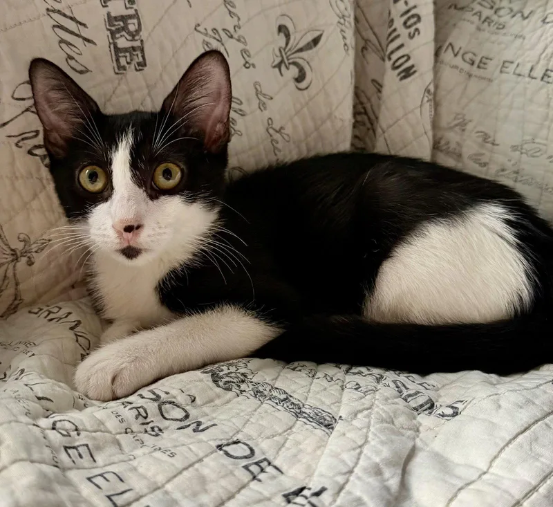 A baby medium-sized female Black & White / Tuxedo Domestic Short Hair cat named Cornichon for adoption in Brooklyn, NY