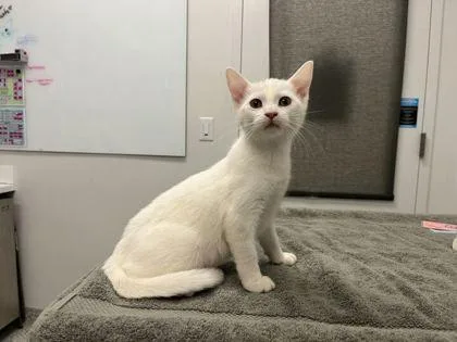 A baby small-sized female White Domestic Short Hair cat named We're Buying A Boat for adoption in Kansas City, MO