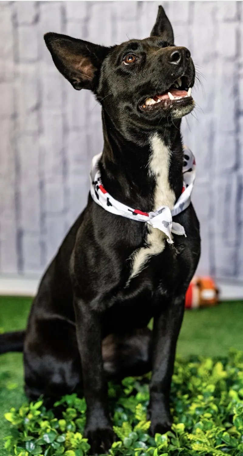 Rocky Kelpie thumbnail 2