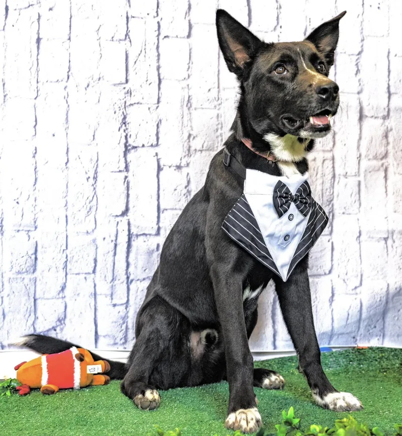 Rocky Kelpie thumbnail 5