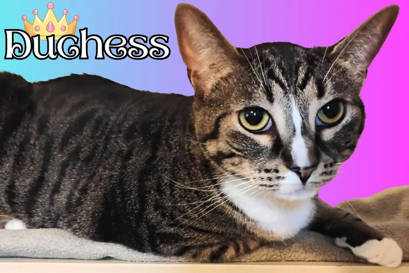A young medium-sized female Tabby cat named Duchess for adoption in Pensacola, FL