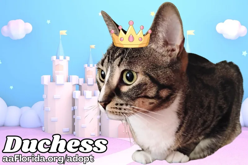 Duchess thumbnail 2