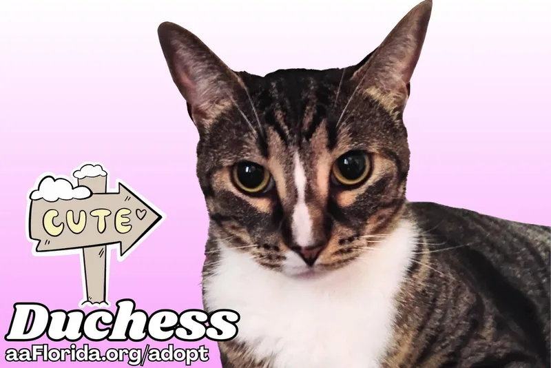 Duchess thumbnail 3