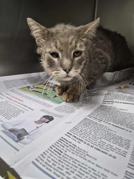 An adult small-sized male Domestic Short Hair cat named If for adoption in Lawrenceville, GA