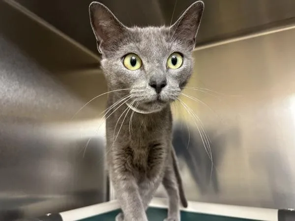 An adult medium-sized female Domestic Short Hair cat named Annie for adoption in Walnut Creek, CA