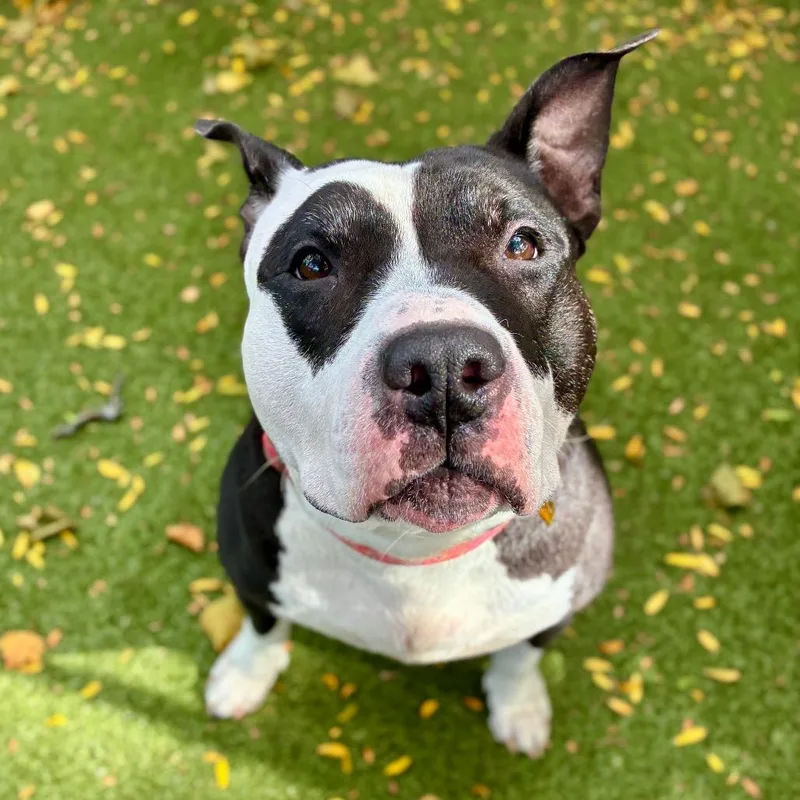 A senior large-sized female Black Pit Bull Terrier dog named Winnie for adoption in Providence, RI