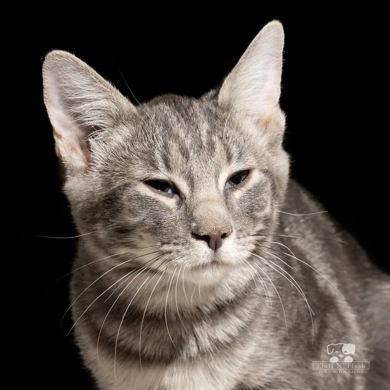 A baby small-sized female Tabby cat named Bella for adoption in Calimesa, CA