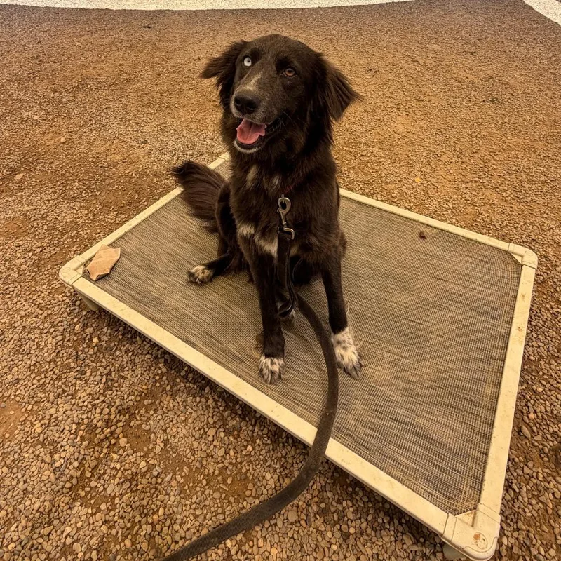 A young medium-sized female Black Border Collie dog named Waddles for adoption in Columbia Station, OH