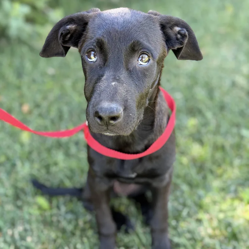 A young large-sized female Black Labrador Retriever dog named Scarlett for adoption in Palmdale, CA