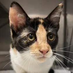 A baby medium-sized female Domestic Short Hair cat named Haven for adoption in Brenham, TX