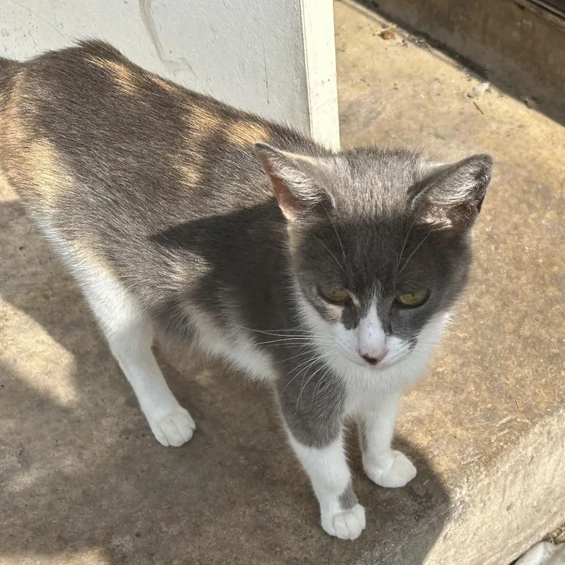 A young medium-sized female Gray / Blue / Silver Domestic Short Hair cat named Spin Cycle for adoption in Boerne, TX