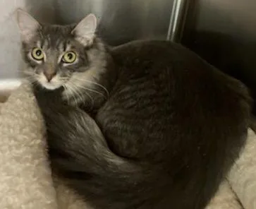 A young medium-sized female Tabby (Gray / Blue / Silver) Domestic Long Hair cat named Ariel for adoption in Warwick, RI