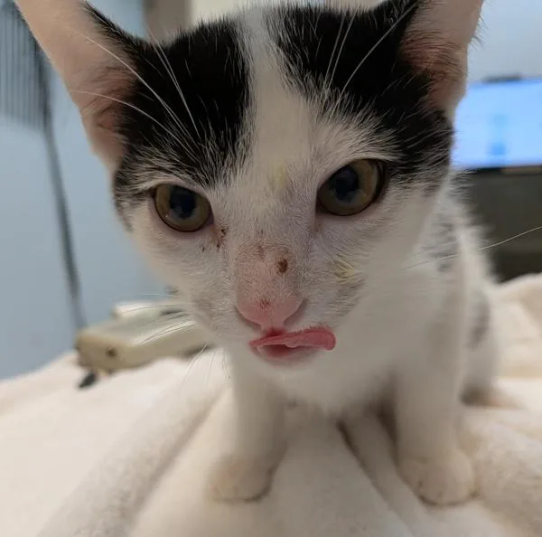 A baby small-sized male Domestic Short Hair cat named Kenny Mackarel for adoption in San Diego, CA