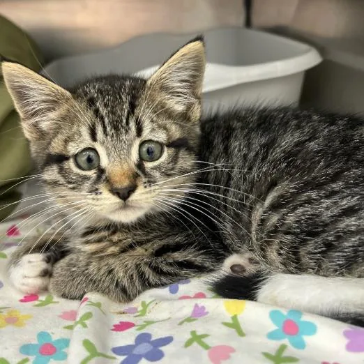 A baby small-sized female Brown / Chocolate Domestic Short Hair cat named Hawkette for adoption in Walden, NY