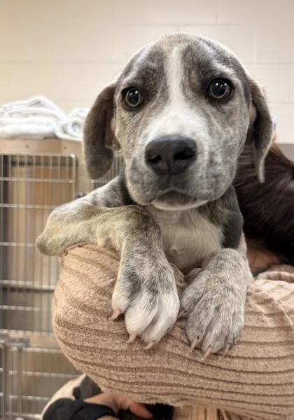 A baby medium-sized male Catahoula Leopard Dog dog named Denver for adoption in Palm Coast, FL