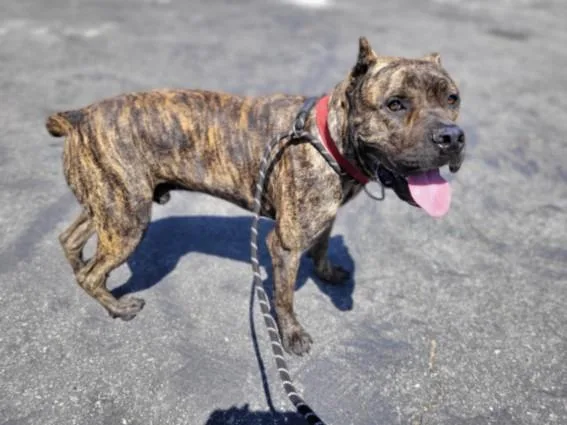 An adult large-sized male Cane Corso dog named Hulk for adoption in San Pedro, CA