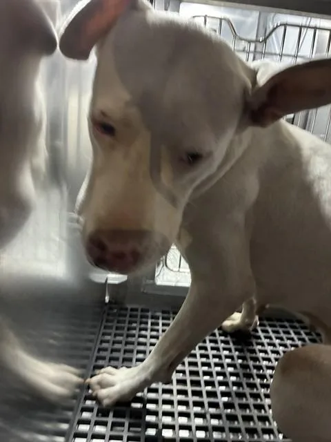 A young large-sized female Mixed Breed dog named Sydney for adoption in Dallas, TX