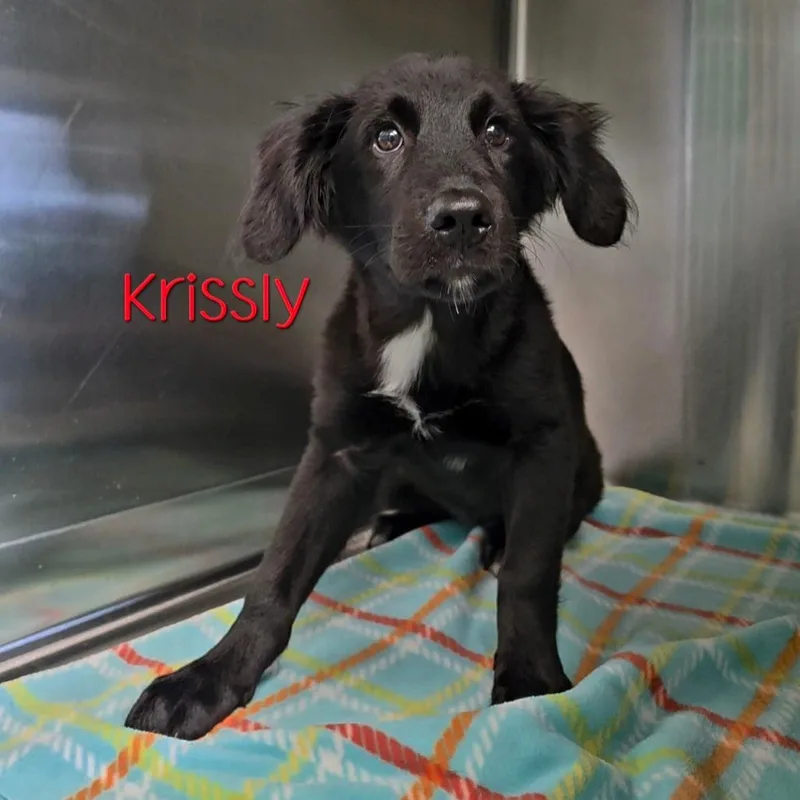 A baby small-sized female Black Labrador Retriever dog named Krissly for adoption in Parkersburg, WV