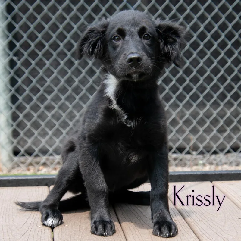Krissly thumbnail 2