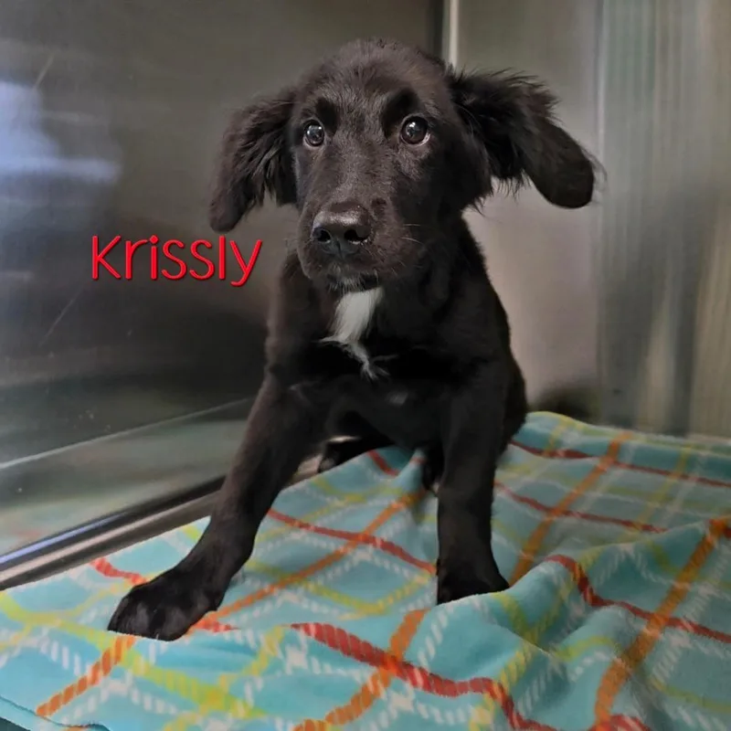 Krissly thumbnail 3