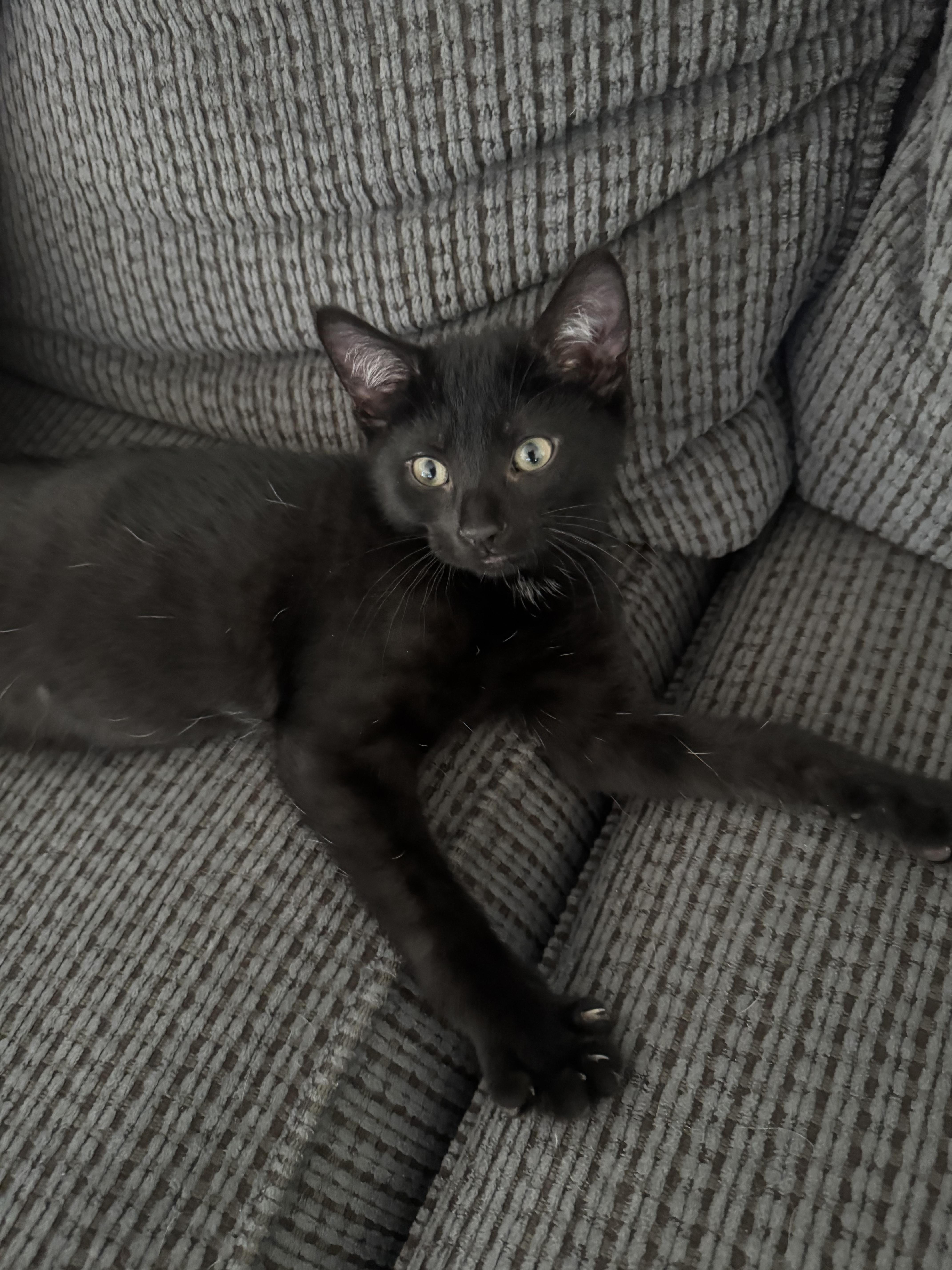 A baby small-sized male Domestic Short Hair cat named Banjo for adoption in Bethel Park, PA