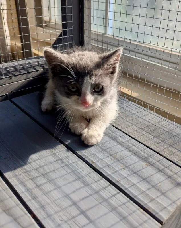 A young medium-sized male Gray / Blue / Silver Domestic Short Hair cat named Rain for adoption in North Babylon, NY