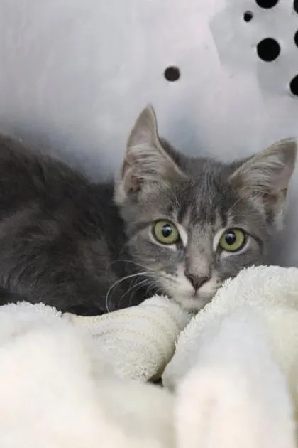 A baby small-sized female Domestic Short Hair cat named Loopy De Loop for adoption in New Orleans, LA