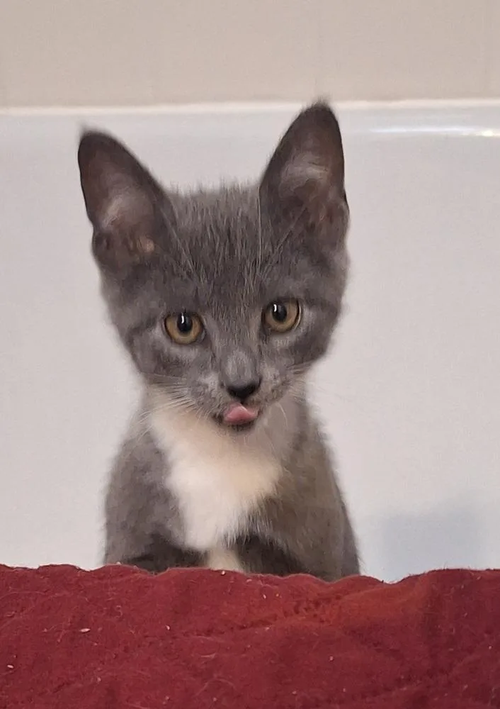 A baby small-sized male Gray & White Domestic Short Hair cat named Bill for adoption in Greensboro, NC