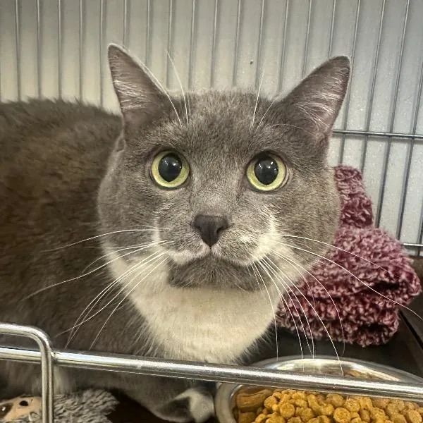 A senior medium-sized female Gray / Blue / Silver Domestic Short Hair cat named Rainy for adoption in Salt Lake City, UT