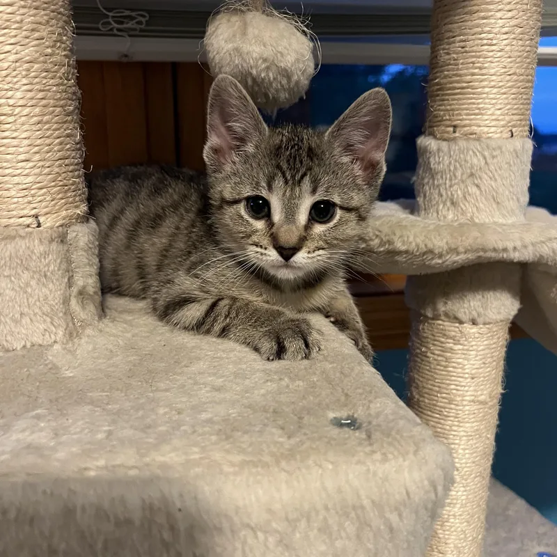A baby medium-sized male Tabby (Brown / Chocolate) Domestic Short Hair cat named Stardust for adoption in Mineral Point, WI