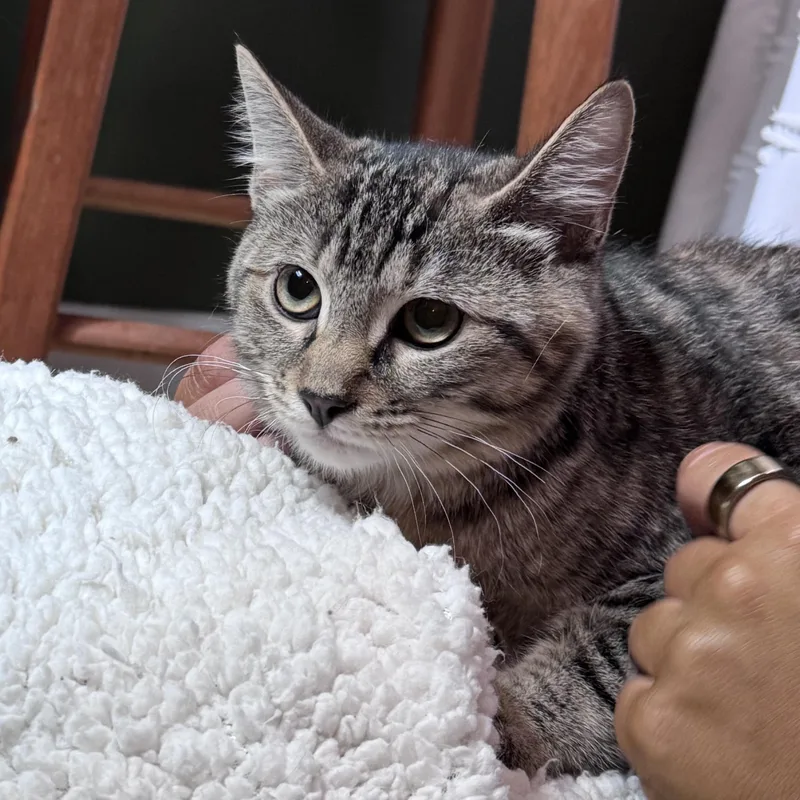 Jalapeño and Bell thumbnail 2