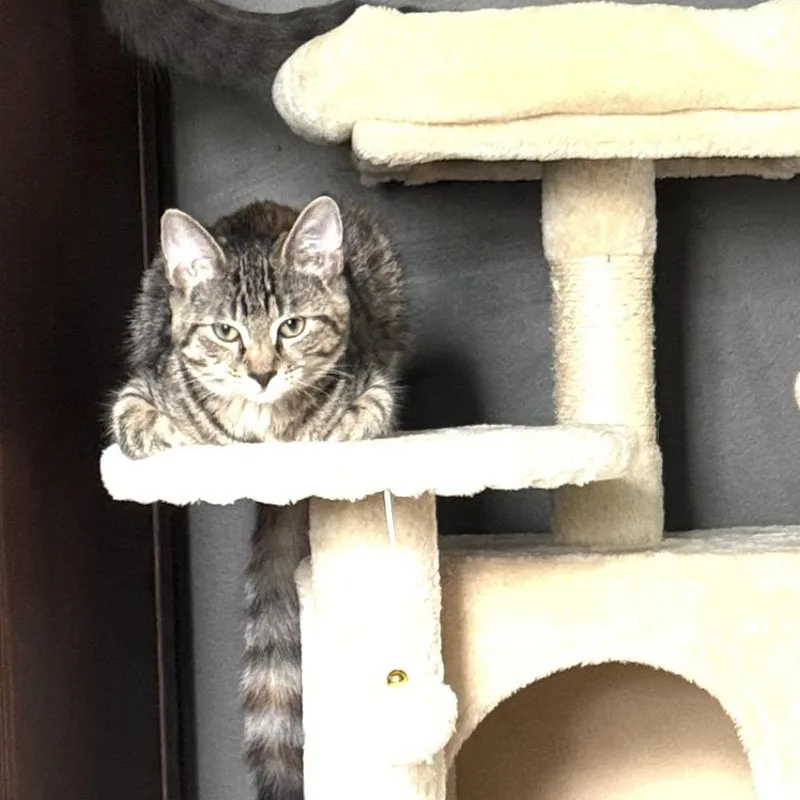 Jalapeño and Bell thumbnail 3