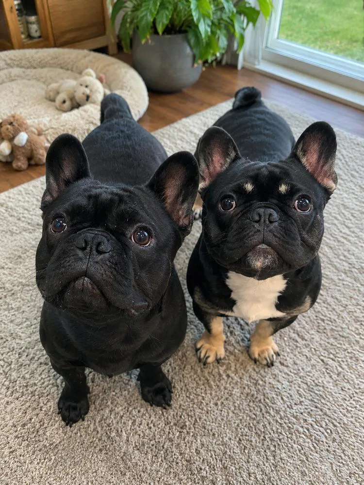 A young small-sized male Brown / Chocolate French Bulldog dog named Hans & Franz for adoption in Oakland, MI