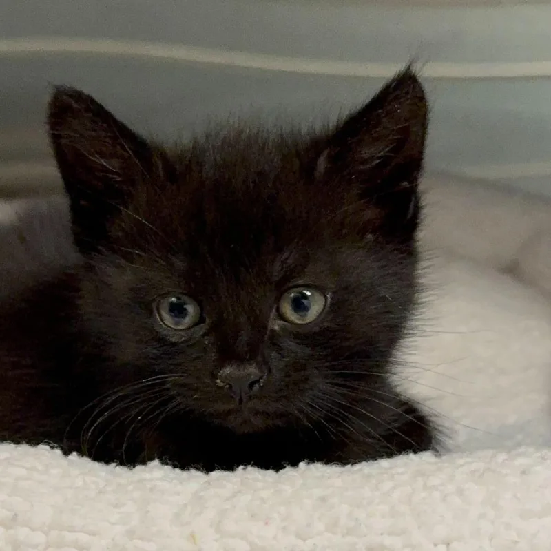 A baby small-sized male Black Domestic Short Hair cat named Shrek for adoption in Fredericksburg, VA