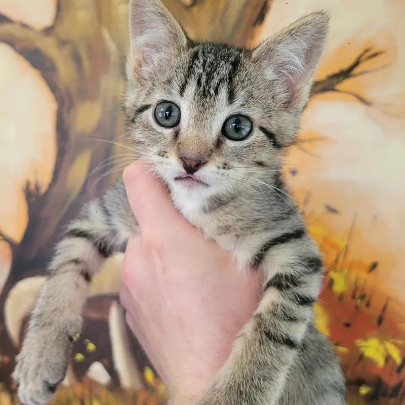 A baby small-sized male Tabby (Brown / Chocolate) Domestic Short Hair cat named Tonka for adoption in Spencer, IA