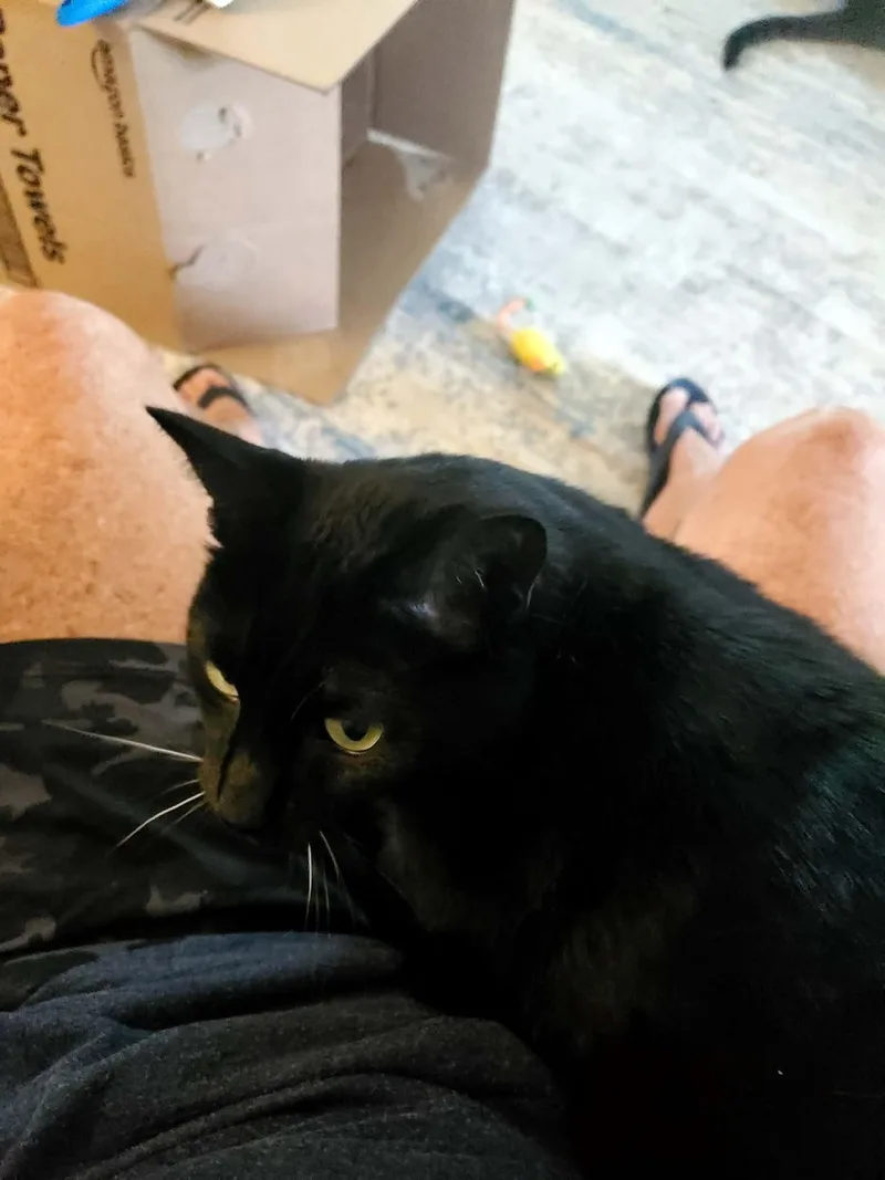 A senior large-sized male Black Bombay cat named Salem for adoption in Manhattan, KS