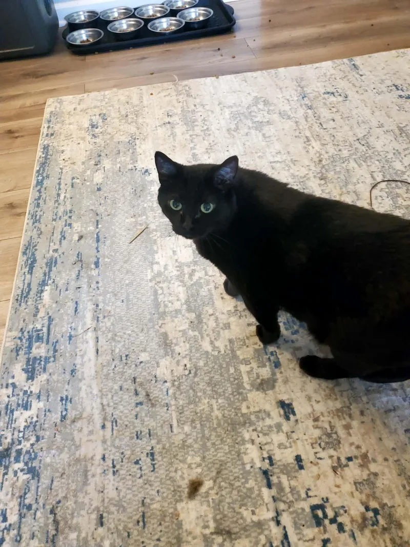 Salem thumbnail 2