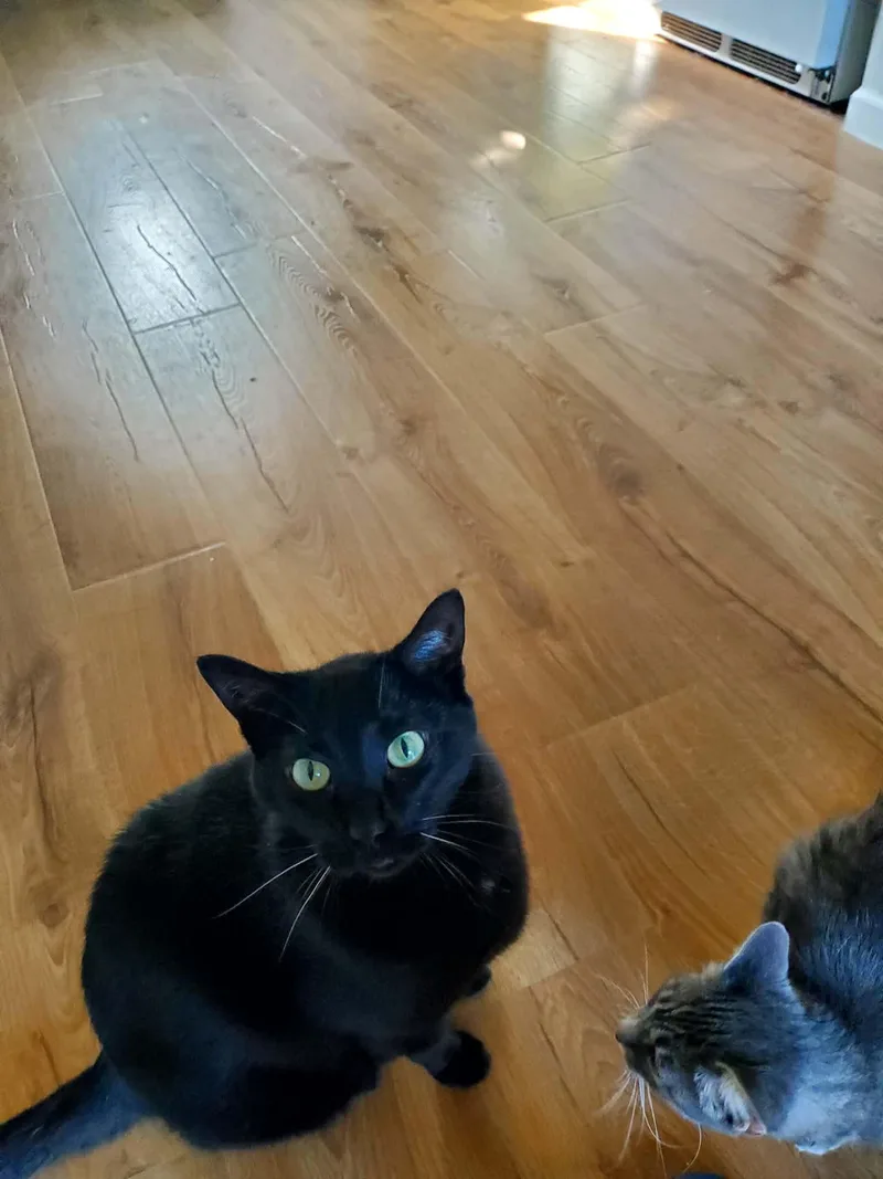 Salem thumbnail 3