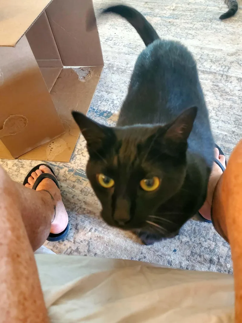 Salem thumbnail 4