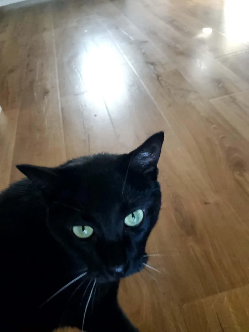 Salem thumbnail 5