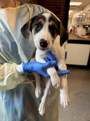 A baby medium-sized female Labrador Retriever dog named Gala for adoption in Washington, DC