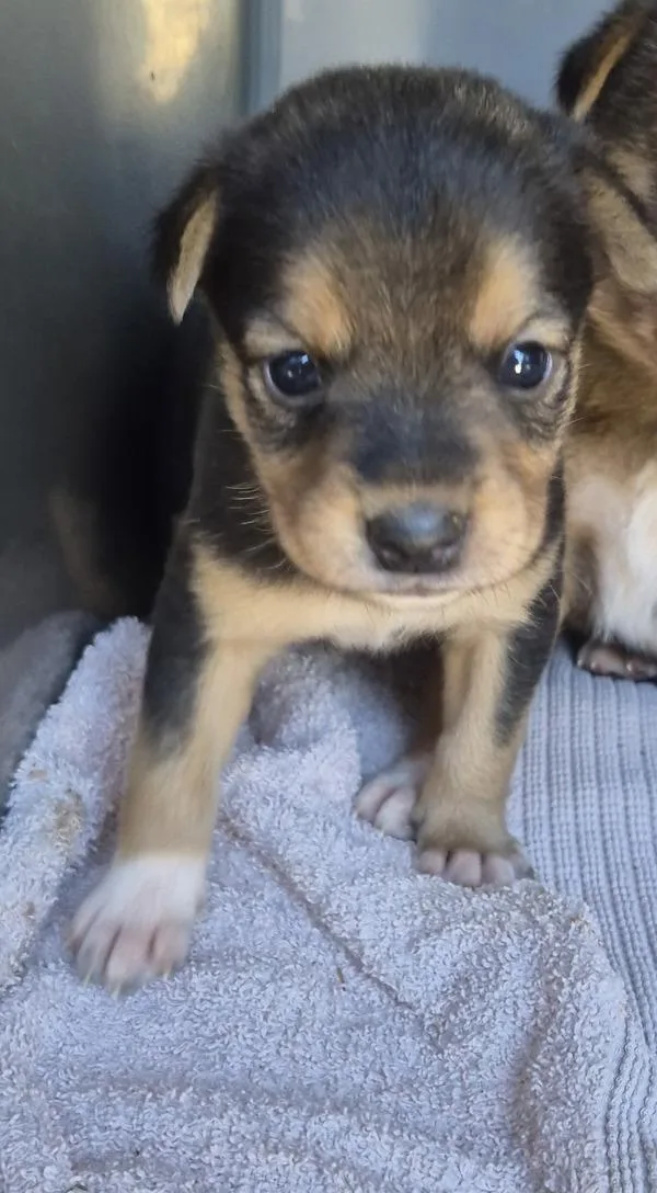A baby small-sized female Shepherd dog named Seconded Surgery Suit for adoption in Lawrenceville, GA