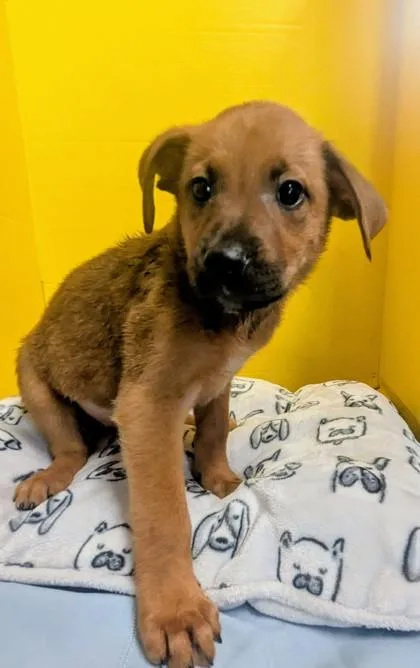 A baby medium-sized female Labrador Retriever dog named Ariadne for adoption in Houston, TX