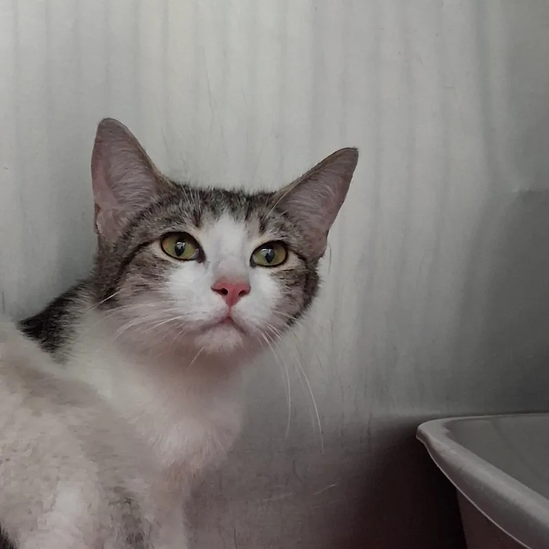 An adult medium-sized female White Domestic Short Hair cat named Choir for adoption in Auburn, AL