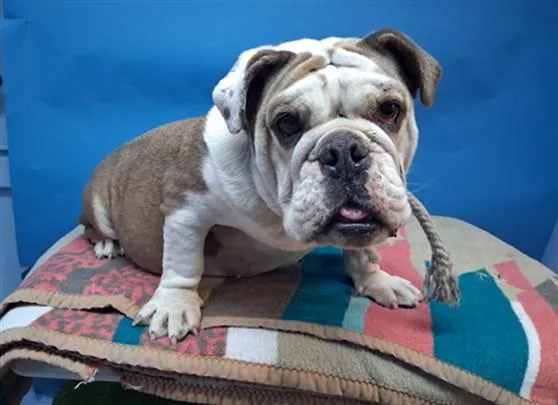 An adult large-sized female English Bulldog dog named Bella for adoption in Gardena, CA