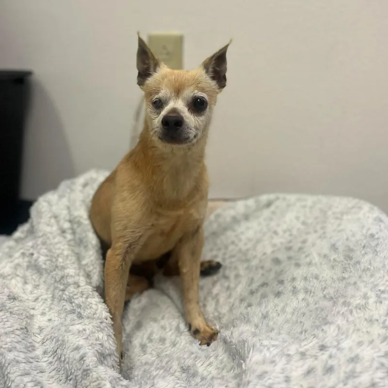 A senior small-sized male Chihuahua dog named Jiminey for adoption in Bryan, TX