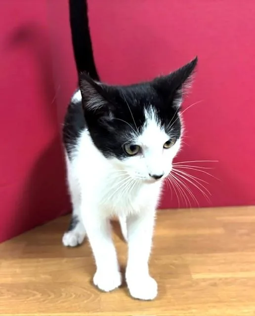 A baby medium-sized male Black & White / Tuxedo Domestic Short Hair cat named Mizzou for adoption in Hawk Point, MO