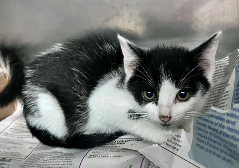 A baby medium-sized female Domestic Short Hair cat named Ozone for adoption in Cincinnati, OH