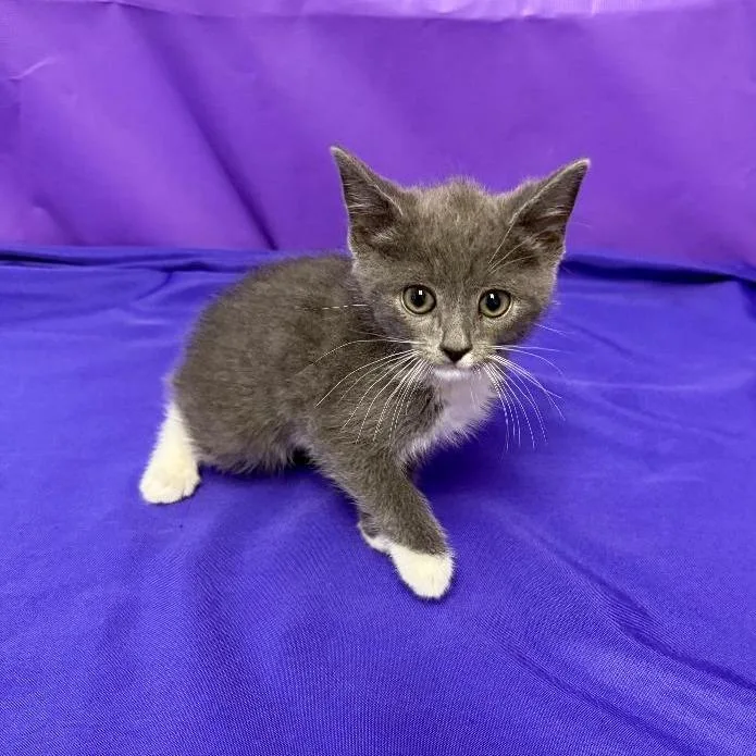 A baby small-sized male Gray / Blue / Silver Domestic Short Hair cat named Gideon for adoption in North Myrtle Beach, SC