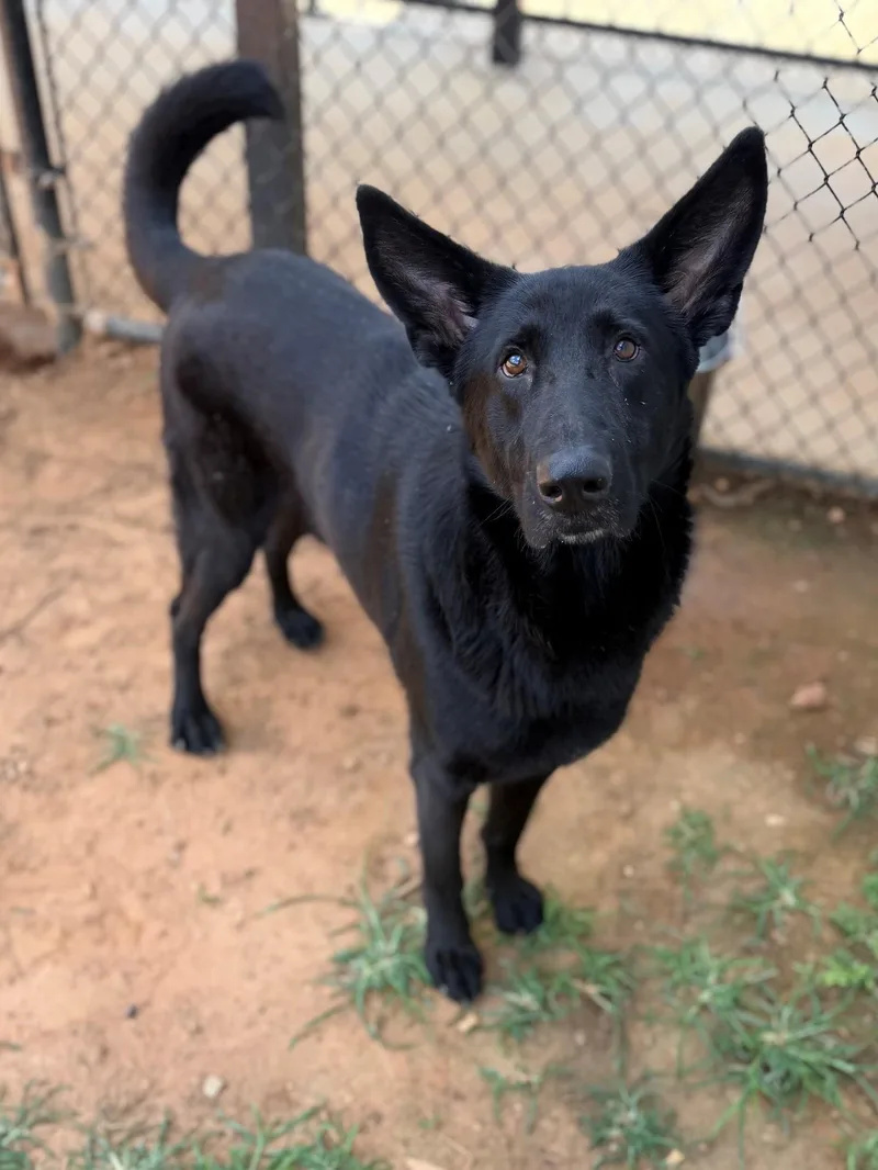 An adult large-sized male Black German Shepherd Dog dog named Reed for adoption in Summerdale, AL